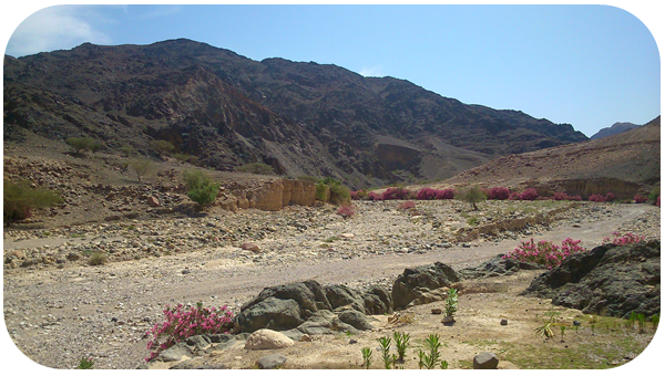 وادي فينان وادي في جنوب الأردن، يقع على الحدود بين محافظة الطفيلة ومحافظتي العقبة ومعان على بعد نحو 100 كم جنوب البحر الميت وبمحاذاة محمية ضانا.